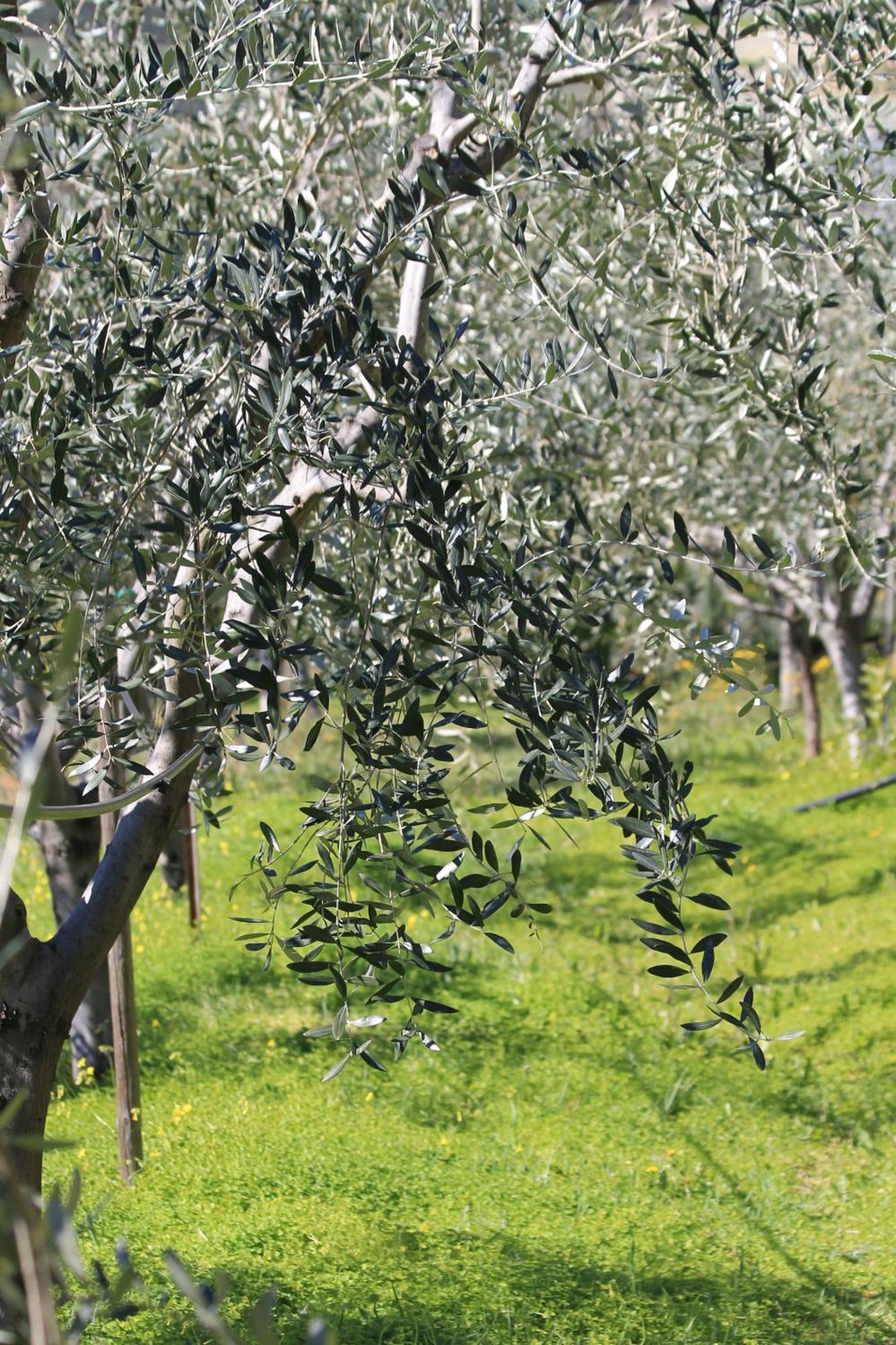 ונטימיגליה Villa Vento Largo, Casa Marina מראה חיצוני תמונה